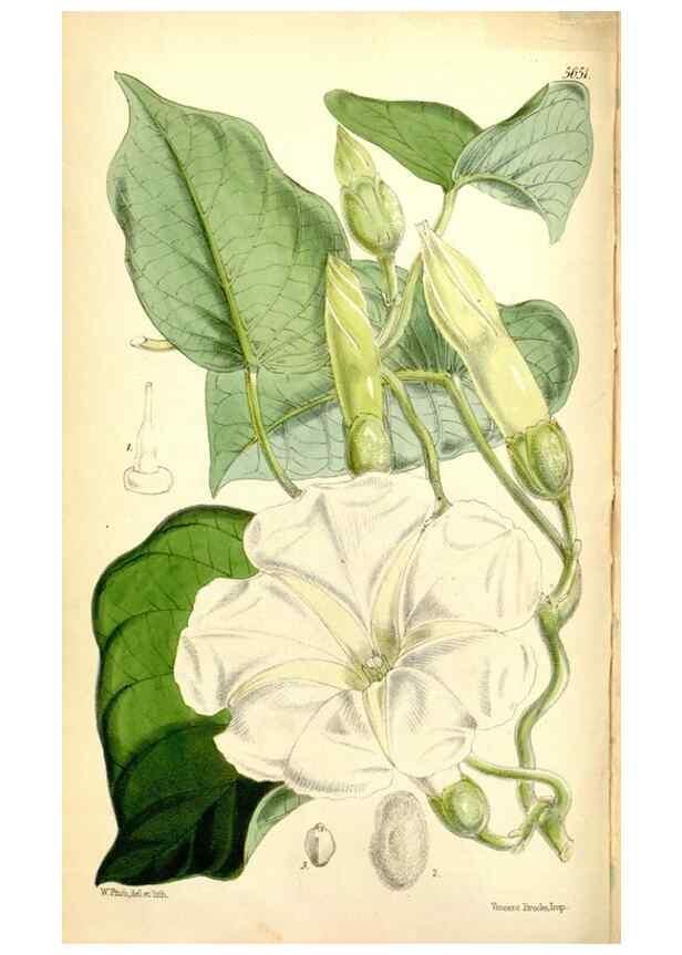 Reproducción/Reproduction 35234204516: Curtis's botanical magazine.. London ; New York [etc.] :Academic Press [etc.]
