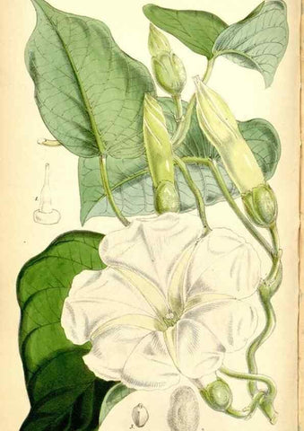 Reproducción/Reproduction 35234204516: Curtis's botanical magazine.. London ; New York [etc.] :Academic Press [etc.]
