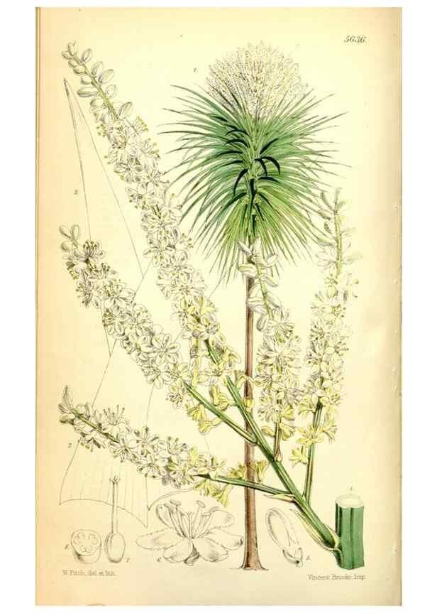 Reproducción/Reproduction 35234150276: Curtis's botanical magazine.. London ; New York [etc.] :Academic Press [etc.]