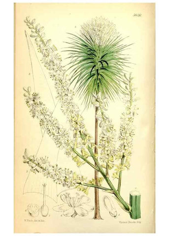 Reproducción/Reproduction 35234150276: Curtis's botanical magazine.. London ; New York [etc.] :Academic Press [etc.]