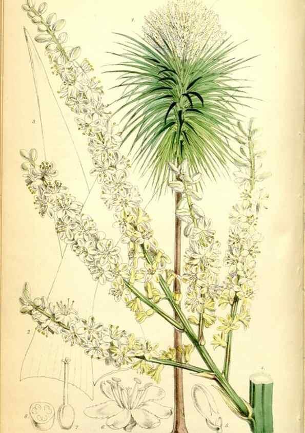 Reproducción/Reproduction 35234150276: Curtis's botanical magazine.. London ; New York [etc.] :Academic Press [etc.]