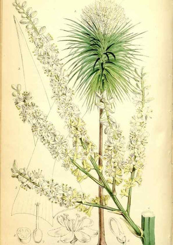 Reproducción/Reproduction 35234150276: Curtis's botanical magazine.. London ; New York [etc.] :Academic Press [etc.]