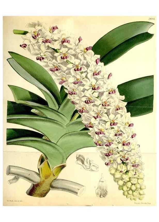 Reproducción/Reproduction 35108054722: Curtis's botanical magazine.. London ; New York [etc.] :Academic Press [etc.]