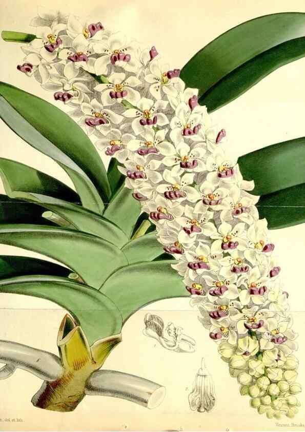 Reproducción/Reproduction 35108054722: Curtis's botanical magazine.. London ; New York [etc.] :Academic Press [etc.]
