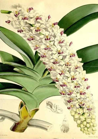 Reproducción/Reproduction 35108054722: Curtis's botanical magazine.. London ; New York [etc.] :Academic Press [etc.]