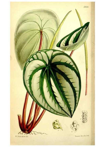 Reproducción/Reproduction 35108051432: Curtis's botanical magazine.. London ; New York [etc.] :Academic Press [etc.]