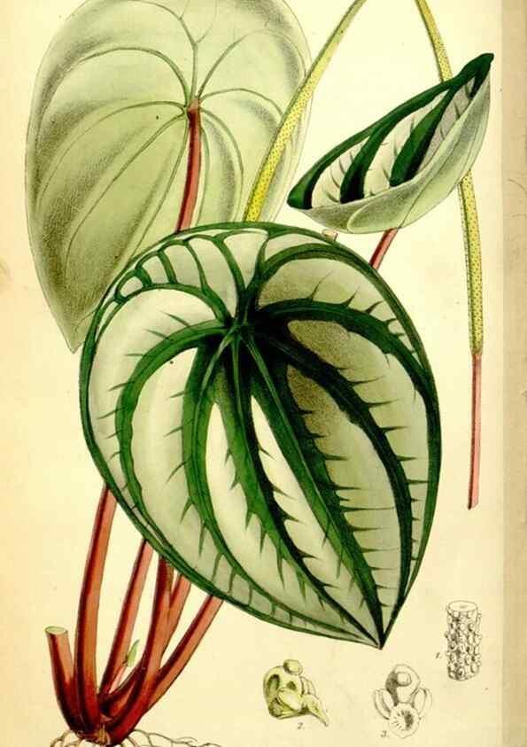 Reproducción/Reproduction 35108051432: Curtis's botanical magazine.. London ; New York [etc.] :Academic Press [etc.]