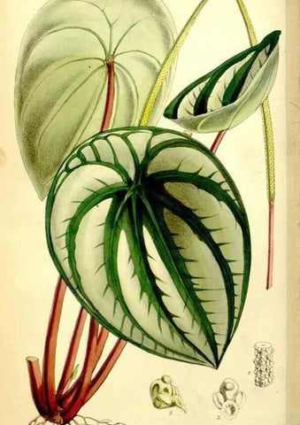 Reproducción/Reproduction 35108051432: Curtis's botanical magazine.. London ; New York [etc.] :Academic Press [etc.]
