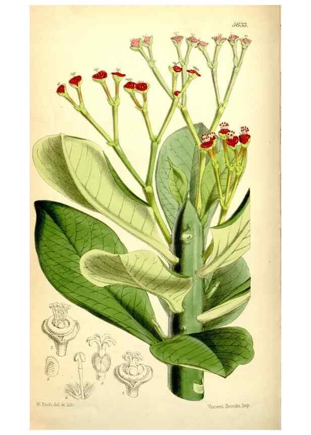 Reproducción/Reproduction 34887302280: Curtis's botanical magazine.. London ; New York [etc.] :Academic Press [etc.]