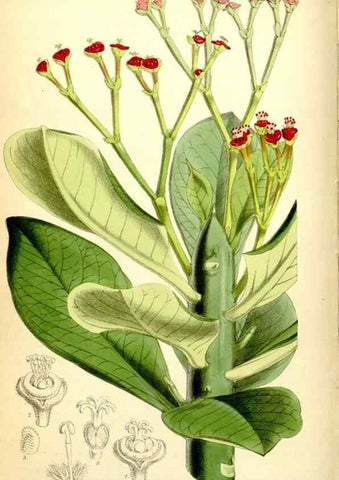 Reproducción/Reproduction 34887302280: Curtis's botanical magazine.. London ; New York [etc.] :Academic Press [etc.]