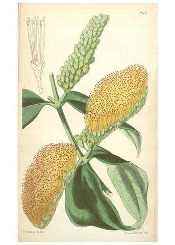 Reproducción/Reproduction 34887155290: Curtis's botanical magazine.. London ; New York [etc.] :Academic Press [etc.]