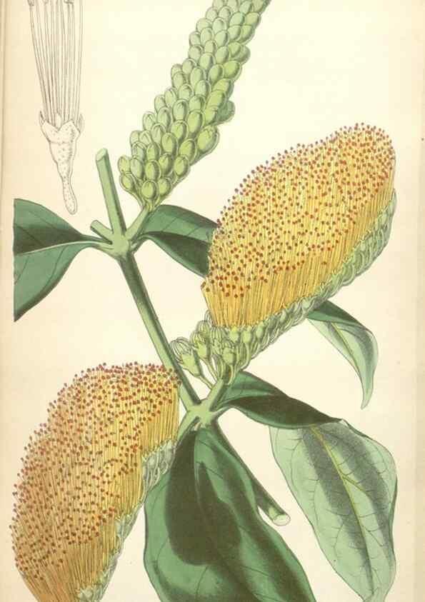 Reproducción/Reproduction 34887155290: Curtis's botanical magazine.. London ; New York [etc.] :Academic Press [etc.]