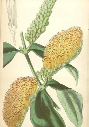 Reproducción/Reproduction 34887155290: Curtis's botanical magazine.. London ; New York [etc.] :Academic Press [etc.]