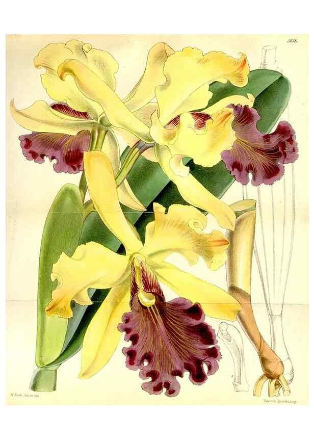 Reproducción/Reproduction 34464909833: Curtis's botanical magazine.. London ; New York [etc.] :Academic Press [etc.]