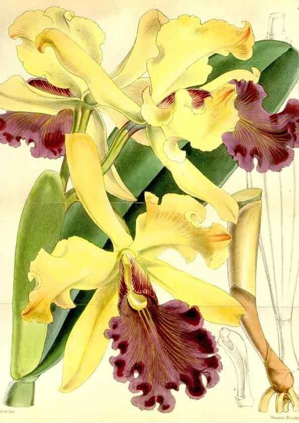 Reproducción/Reproduction 34464909833: Curtis's botanical magazine.. London ; New York [etc.] :Academic Press [etc.]