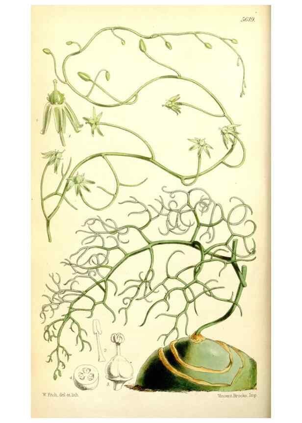 Reproducción/Reproduction 34464911573: Curtis's botanical magazine.. London ; New York [etc.] :Academic Press [etc.]
