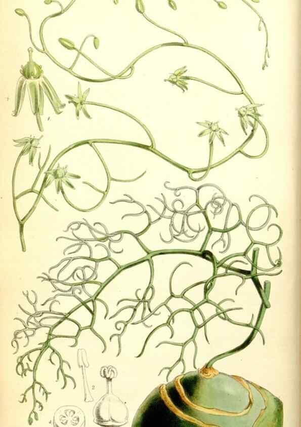 Reproducción/Reproduction 34464911573: Curtis's botanical magazine.. London ; New York [etc.] :Academic Press [etc.]