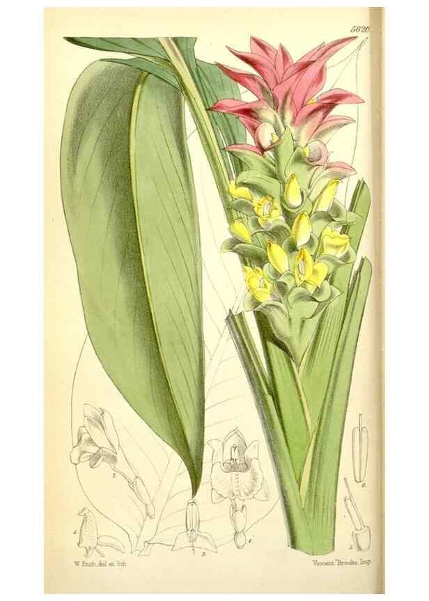 Reproducción/Reproduction 34464913053: Curtis's botanical magazine.. London ; New York [etc.] :Academic Press [etc.]