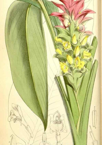 Reproducción/Reproduction 34464913053: Curtis's botanical magazine.. London ; New York [etc.] :Academic Press [etc.]