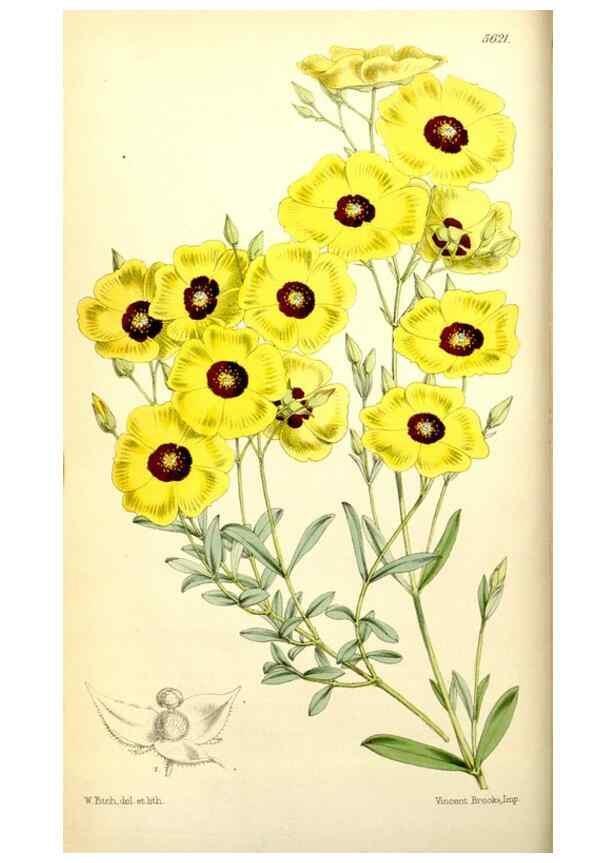 Reproducción/Reproduction 34464915433: Curtis's botanical magazine.. London ; New York [etc.] :Academic Press [etc.]