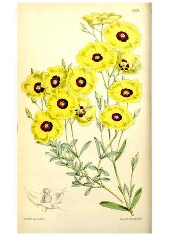 Reproducción/Reproduction 34464915433: Curtis's botanical magazine.. London ; New York [etc.] :Academic Press [etc.]