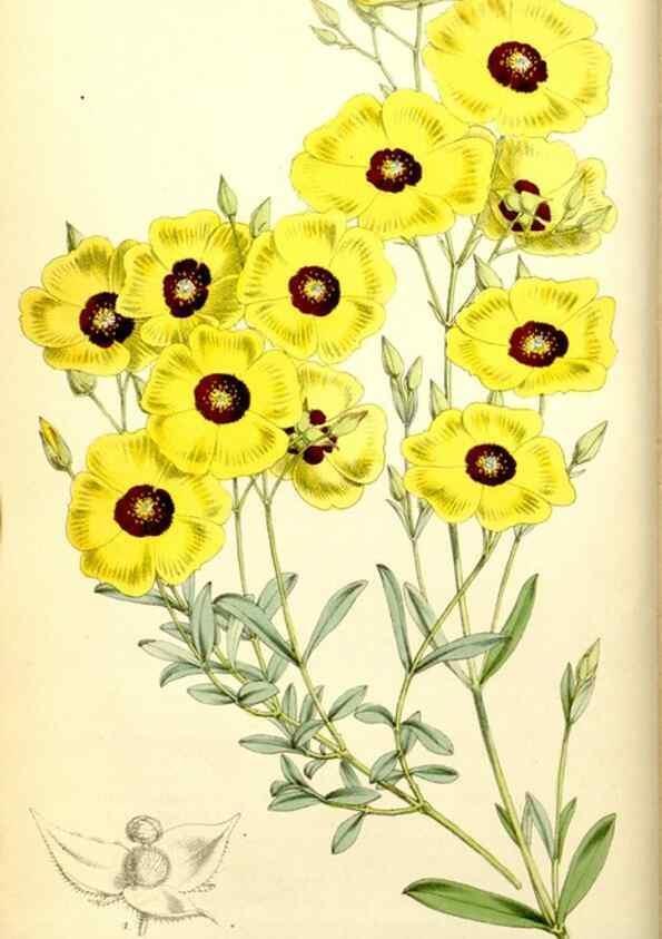 Reproducción/Reproduction 34464915433: Curtis's botanical magazine.. London ; New York [etc.] :Academic Press [etc.]