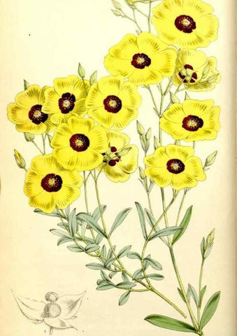 Reproducción/Reproduction 34464915433: Curtis's botanical magazine.. London ; New York [etc.] :Academic Press [etc.]