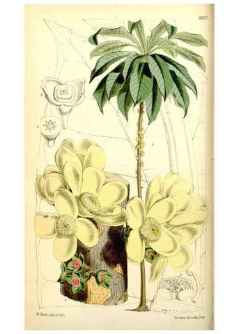 Reproducción/Reproduction 34464916833: Curtis's botanical magazine.. London ; New York [etc.] :Academic Press [etc.]