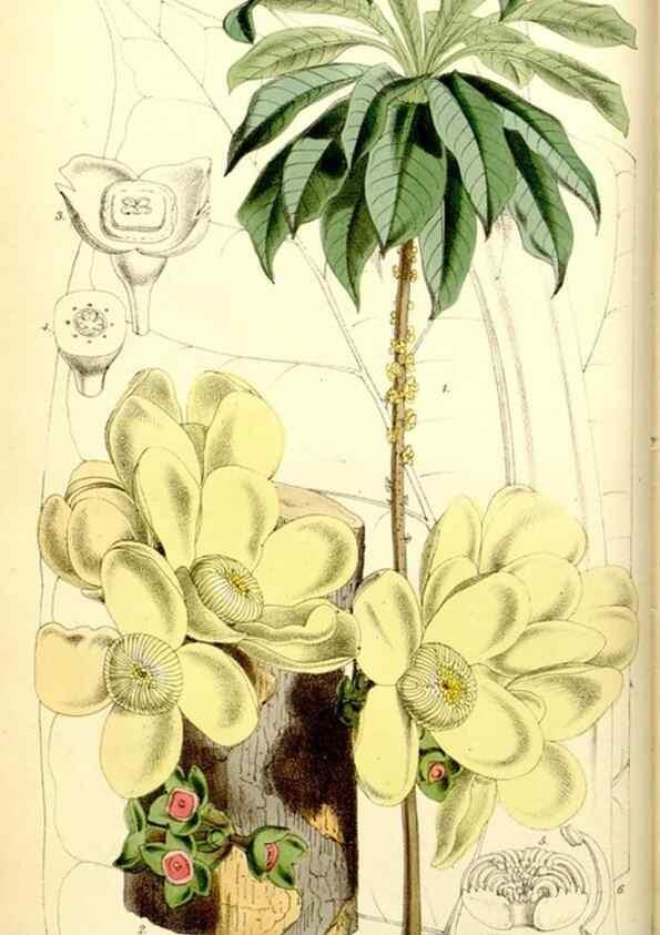 Reproducción/Reproduction 34464916833: Curtis's botanical magazine.. London ; New York [etc.] :Academic Press [etc.]