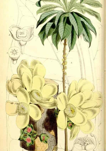 Reproducción/Reproduction 34464916833: Curtis's botanical magazine.. London ; New York [etc.] :Academic Press [etc.]