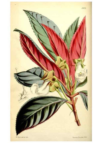 Reproducción/Reproduction 35144377211: Curtis's botanical magazine.. London ; New York [etc.] :Academic Press [etc.]