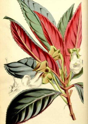 Reproducción/Reproduction 35144377211: Curtis's botanical magazine.. London ; New York [etc.] :Academic Press [etc.]