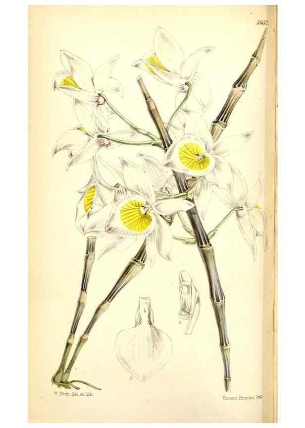 Reproducción/Reproduction 35234207306: Curtis's botanical magazine.. London ; New York [etc.] :Academic Press [etc.]