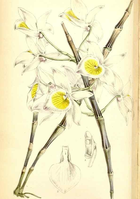 Reproducción/Reproduction 35234207306: Curtis's botanical magazine.. London ; New York [etc.] :Academic Press [etc.]
