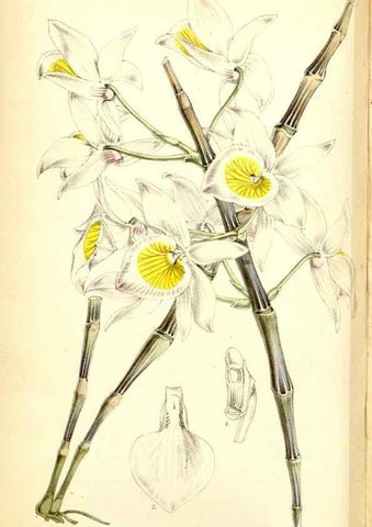 Reproducción/Reproduction 35234207306: Curtis's botanical magazine.. London ; New York [etc.] :Academic Press [etc.]
