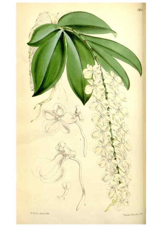 Reproducción/Reproduction 35144379141: Curtis's botanical magazine.. London ; New York [etc.] :Academic Press [etc.]