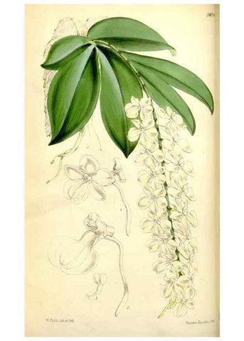 Reproducción/Reproduction 35144379141: Curtis's botanical magazine.. London ; New York [etc.] :Academic Press [etc.]