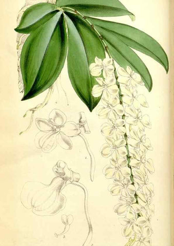 Reproducción/Reproduction 35144379141: Curtis's botanical magazine.. London ; New York [etc.] :Academic Press [etc.]