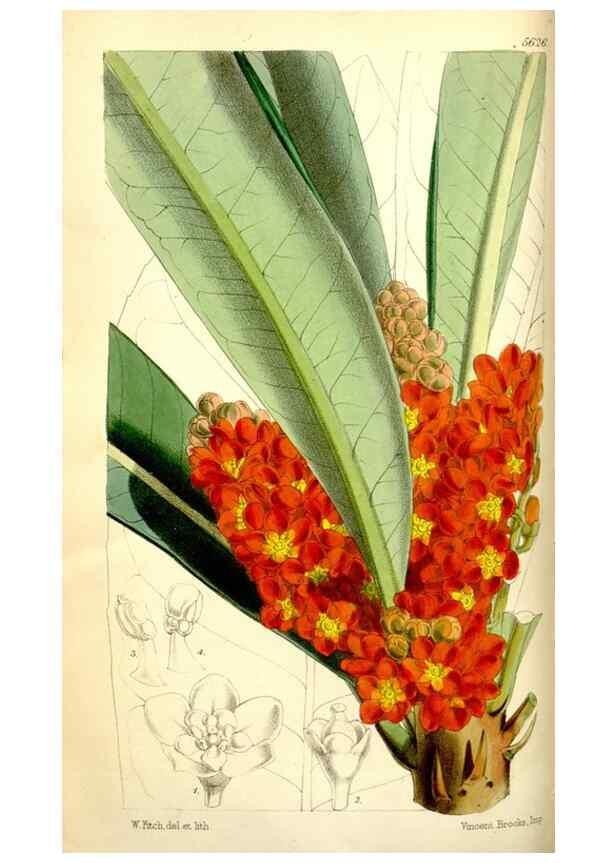 Reproducción/Reproduction 35144382831: Curtis's botanical magazine.. London ; New York [etc.] :Academic Press [etc.]