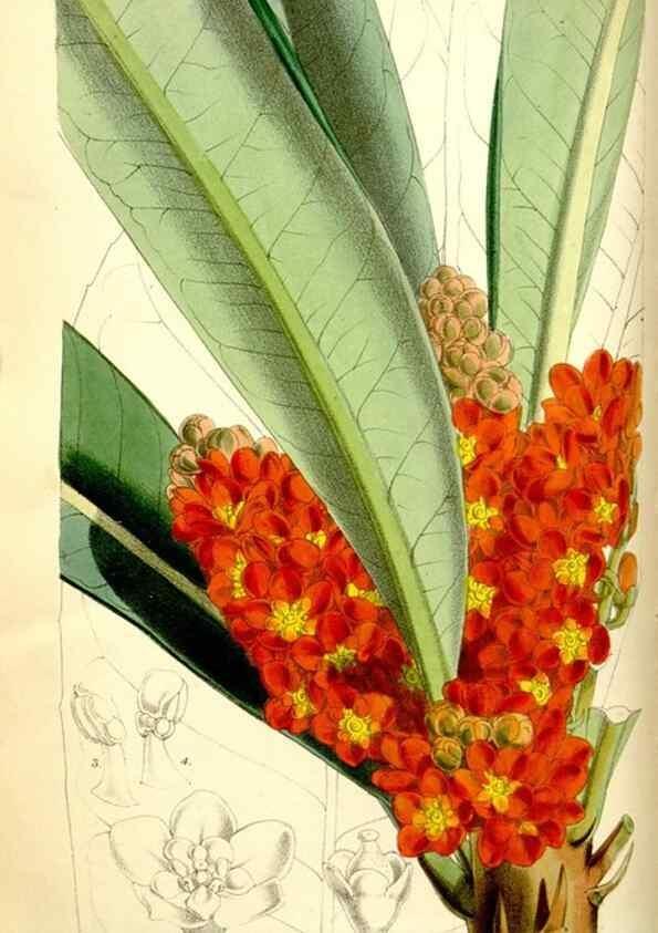 Reproducción/Reproduction 35144382831: Curtis's botanical magazine.. London ; New York [etc.] :Academic Press [etc.]