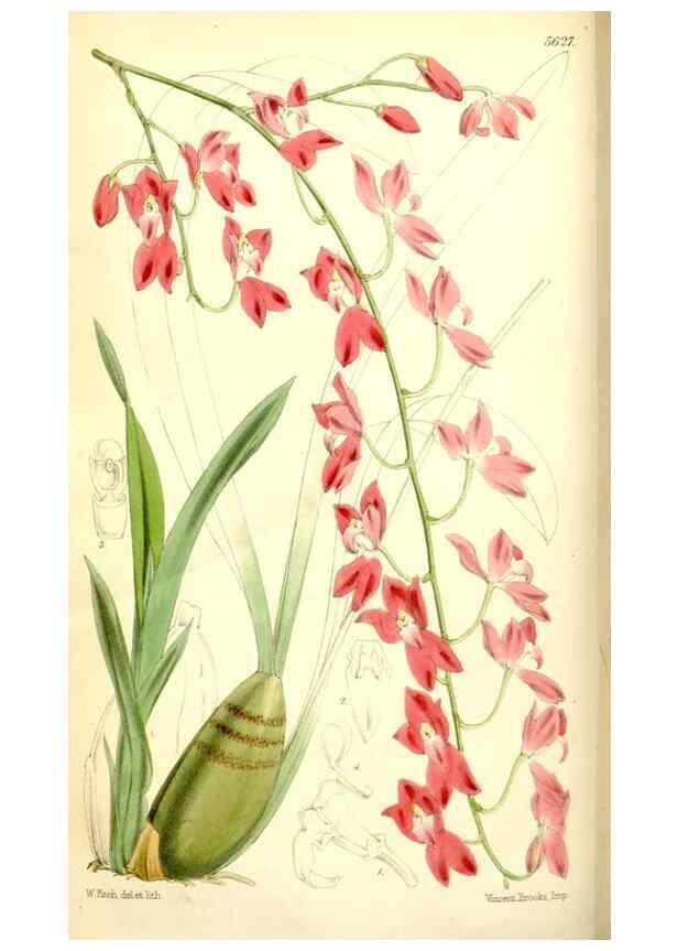 Reproducción/Reproduction 35144384741: Curtis's botanical magazine.. London ; New York [etc.] :Academic Press [etc.]