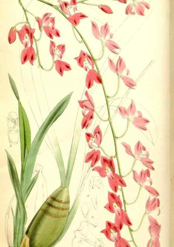 Reproducción/Reproduction 35144384741: Curtis's botanical magazine.. London ; New York [etc.] :Academic Press [etc.]
