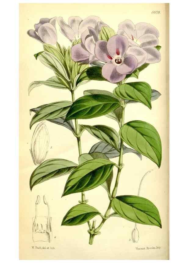Reproducción/Reproduction 34887291460: Curtis's botanical magazine.. London ; New York [etc.] :Academic Press [etc.]