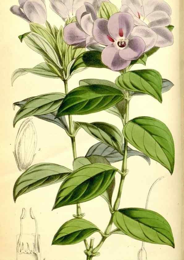 Reproducción/Reproduction 34887291460: Curtis's botanical magazine.. London ; New York [etc.] :Academic Press [etc.]