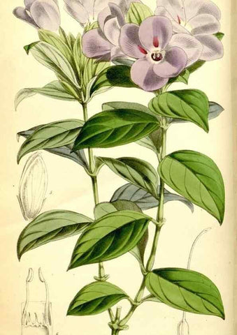 Reproducción/Reproduction 34887291460: Curtis's botanical magazine.. London ; New York [etc.] :Academic Press [etc.]