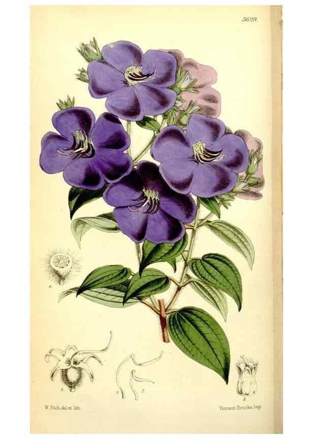 Reproducción/Reproduction 34887293570: Curtis's botanical magazine.. London ; New York [etc.] :Academic Press [etc.]