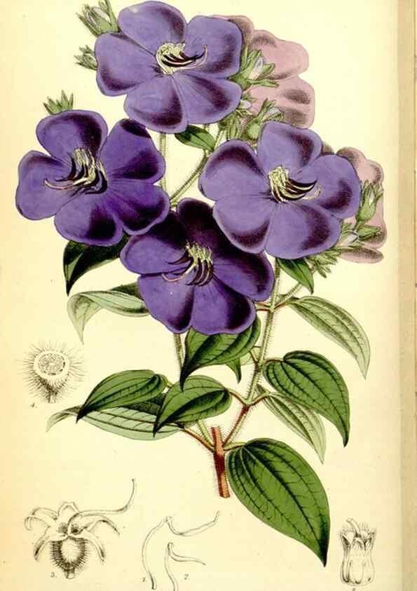 Reproducción/Reproduction 34887293570: Curtis's botanical magazine.. London ; New York [etc.] :Academic Press [etc.]