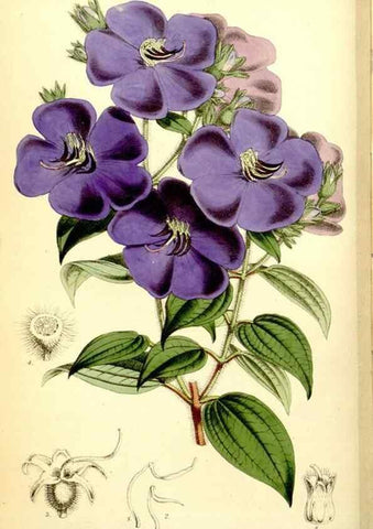 Reproducción/Reproduction 34887293570: Curtis's botanical magazine.. London ; New York [etc.] :Academic Press [etc.]