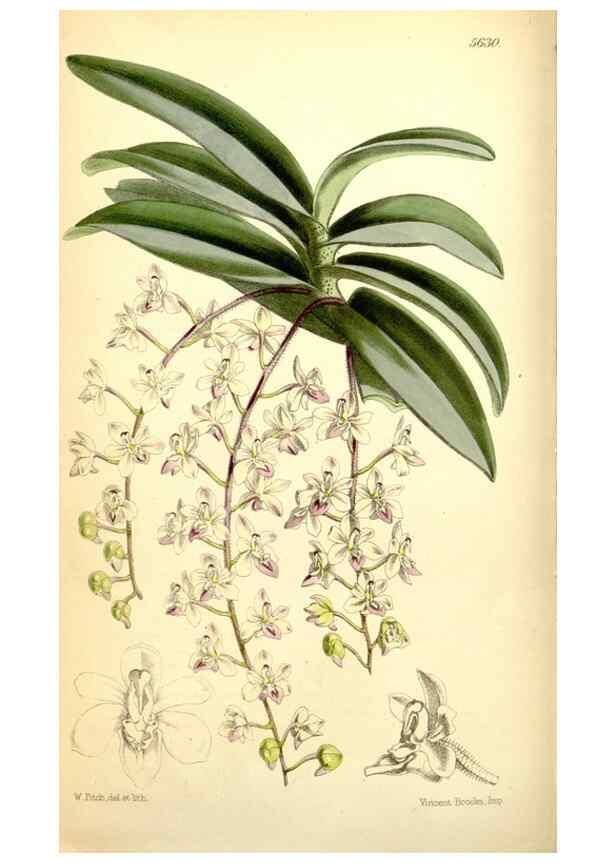 Reproducción/Reproduction 34887295630: Curtis's botanical magazine.. London ; New York [etc.] :Academic Press [etc.]