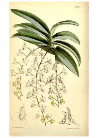 Reproducción/Reproduction 34887295630: Curtis's botanical magazine.. London ; New York [etc.] :Academic Press [etc.]